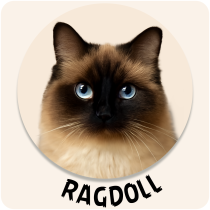 Ragdoll