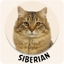 Siberian