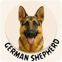 German Stepherd