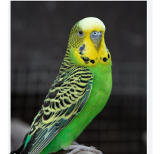 Budgerigar (Melopsittacus undulatus) — Live Pet Bird