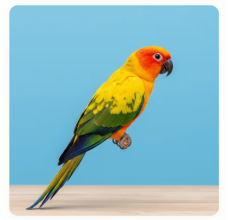 Sun Conure (Aratinga solstitialis) — Live Pet Bird