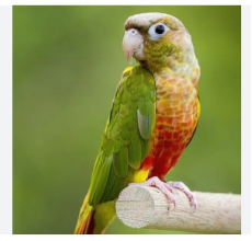 Pineapple Green-Cheeked Conure (Pyrrhura molinae) — Live Pet Bird
