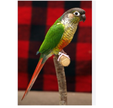 Green-Cheeked Conure (Pyrrhura molinae) — Live Pet Bird