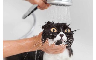 Do Cats Really Hate Baths? The Truth Explained