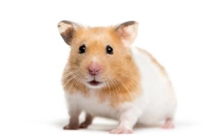 10 Pet Care Mistakes Even Loving Pet Parents Make