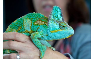 10 FACTS YOU DON’T KNOW ABOUT CHAMELEONS