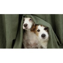 I live in an apartment? which is the Best Dog Breeds for Families with Young Children?