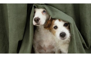 A guide to keeping a pet