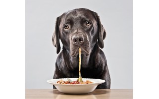 Dog Food Guide for Kids