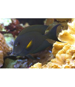 Striated Tang