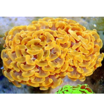 Hammer coral Full Toxic / Gold / Ultra (Medium)