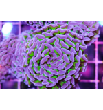 Hammer coral Green / Mauve / Pink (Medium)