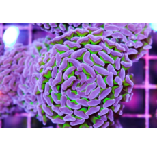 Hammer coral Green / Mauve / Pink (Medium)