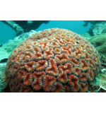 Tooth coral Hemprichii (Large)