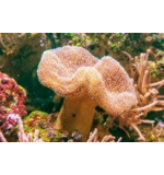 Sarcophyton sp. Leather Toadstall coral (Medium)
