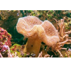 Sarcophyton sp. Leather Toadstall coral (Medium)