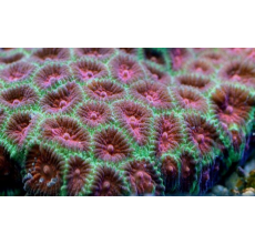 Pineapple brain coral Pinks / Rares / Ultra (Medium)