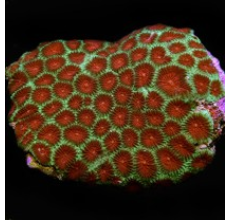 Pineapple brain coral Bright Reds and Greens (Medium)