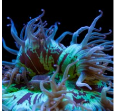 Elegance coral Mackay Ultra Grade (Large)