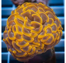 Hammer coral Orange / Gold / Ultra (Medium)