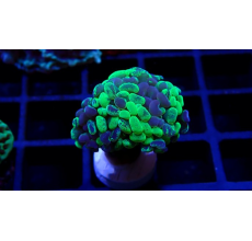 Hammer coral Two Tone / Blotchy (Medium)