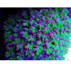 Frogspawn coral A Grade (Medium)