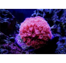 Golf ball coral Ultra Red/Ultra Pink (Medium)