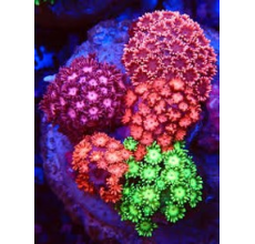 Golf ball coral Mixed Fluro (Large)