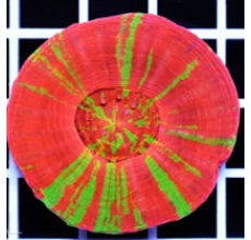 Scolymia coral Bleeding Apple / Reverse (Per Head)