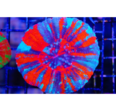Scolymia coral Warpaint (Per Head)