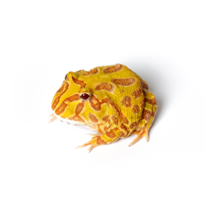 Pacman Frog - Albino (3~4 cm) - Ceratophrys cranwelli