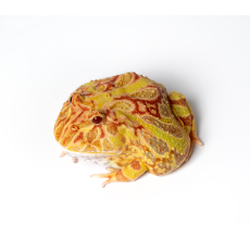 Pacman Frog - Apricot (3~4 cm) - Ceratophrys cranwelli