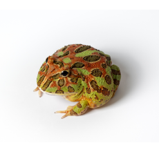 Pacman Frog - Camouflage (3~4 cm) - Ceratophrys cranwelli