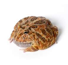 Pacman Frog - Coffee (3~4 cm) - Ceratophrys cranwelli