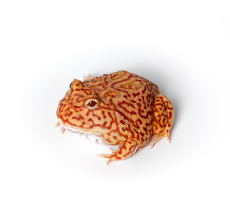 Pacman Frog - Coral Blaze* (3~4 cm) - Ceratophrys cranwelli