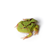 Fantasy Horned Frog - Green (3~4 cm) - Ceratophrys cornuta x cranwelli
