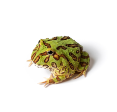 Pacman Frog - Green (3~4 cm) - Ceratophrys cranwelli