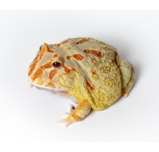 Pacman Frog - Lime-green (3~4 cm) - Ceratophrys cranwelli