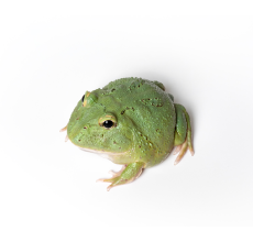 Pacman Frog - Matcha (3~4 cm) - Ceratophrys cranwelli