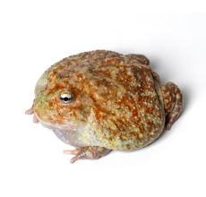 Pacman Frog - Mutant-Translucent (3~4 cm) - Ceratophrys cranwelli
