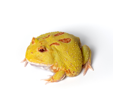 Pacman Frog - Pikachu (3~4 cm) - Ceratophrys cranwelli