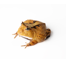 Suriname Horned Frog - Red (2.5 cm) - Ceratophrys cornuta