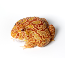 Pacman Frog - Strawberry (3~4 cm) - Ceratophrys cranwelli