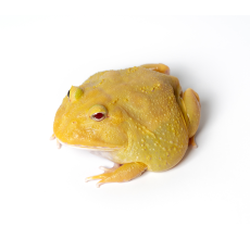 Pacman Frog - Super Pikachu (3~4 cm) - Ceratophrys cranwelli