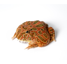 Pacman Frog - Red Coffee* (3~4 cm) - Ceratophrys cranwelli