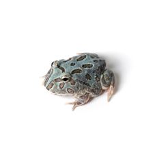 Pacman Frog - Samurai Blue (3~4 cm) - Ceratophrys cranwelli