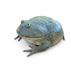Budgett's Frog - Normal (5 cm) - Lepidobatrachus laevis