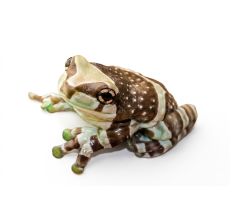 Amazon Milk Frog - Nornal (2~2.5 cm) - Trachycephalus resinifictrix