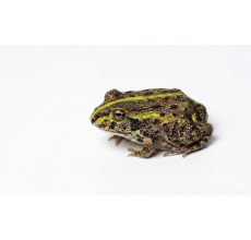 Giant Pixie Frog - Normal (3 cm) - Pyxicephalus adspersus