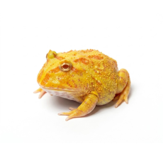 Pacman Frog - Lime-white* (3~4 cm) - Ceratophrys cranwelli